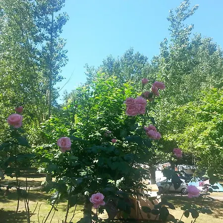 Camping Covadonga *